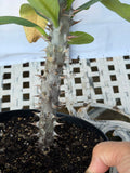 Euhorbia Milii Crown Of Thorns Corona de Cristo 'Name it Yourself'