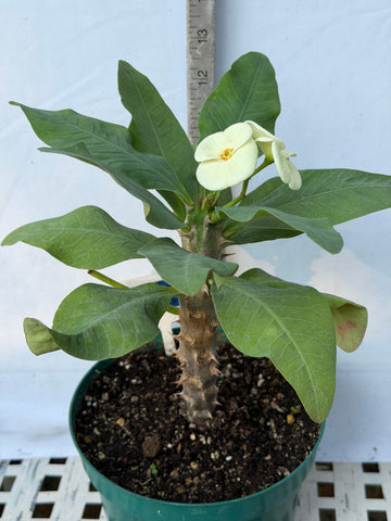 Euhorbia Milii Crown Of Thorns Corona de Cristo 'Name it Yourself' White Variety