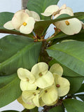Euphorbia Milii Crown of Thorns Corona de Cristo "Name it Yourself"