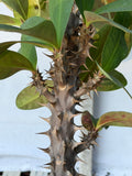 Euphorbia Milii Crown of Thorns Corona de Cristo "Name it Yourself"