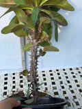 Euphorbia Milii Crown of Thorns Corona de Cristo "Name it Yourself"