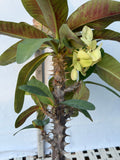 Euphorbia Milii Crown of Thorns Corona de Cristo "Name it Yourself"