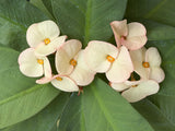 Euphorbia Milii Crown of Thorns Corona de Cristo "Name it Yourself"