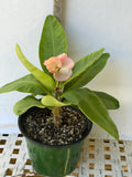 Euphorbia Milii DIVINA (Patum Rad) Crown of Thorns Corona de Cristo