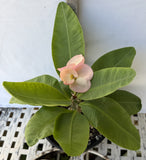 Euphorbia Milii DIVINA (Patum Rad) Crown of Thorns Corona de Cristo
