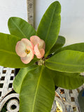 Euphorbia Milii DIVINA (Patum Rad) Crown of Thorns Corona de Cristo