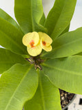 Euphorbia Milii CHAKIRO Crown of Thorns Coronas de Cristo Cactus/Succulents