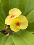 Euphorbia Milii CHAKIRO Crown of Thorns Coronas de Cristo Cactus/Succulents