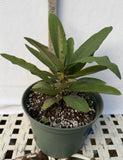 Euphorbia Milii BABY'S BREATH Crown of Thorns Corona de Cristo Cactus/Succulent