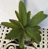 Euphorbia Milii BABY'S BREATH Crown of Thorns Corona de Cristo Cactus/Succulent