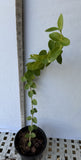 Hoya Cummingiana Porcelain Flower Honey Plant Wax Vine Flor de Cera Indoor Plant