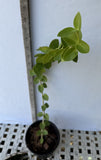 Hoya Cummingiana Porcelain Flower Honey Plant Wax Vine Flor de Cera Indoor Plant