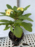 Euphorbia Milii NAMCHOK (Dream Land) Crown of Thorns Corona de Cristo Cactus/Succulent