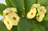 Euphorbia Milii NAMCHOK (Dream Land) Crown of Thorns Corona de Cristo Cactus/Succulent