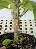 Euphorbia Milii NAMCHOK (Dream Land) Crown of Thorns Corona de Cristo Cactus/Succulent