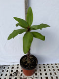 Euphorbia Milii KING DIAMOND Crown of Thorns Corona de Cristo Tropicals Succulents