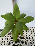 Euphorbia Milii KING DIAMOND Crown of Thorns Corona de Cristo Tropicals Succulents