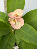 Euphorbia Milii DIVINA (Patum Rad) Crown of Thorns Corona de Cristo
