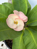 Euphorbia Milii DIVINA (Patum Rad) Crown of Thorns Corona de Cristo