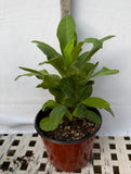 Euphorbia Milii BLANCE Crown of Thorns Corona de Cristo Succulents Thai Hybrid