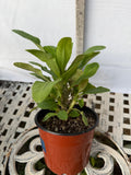 Euphorbia Milii BLANCE Crown of Thorns Corona de Cristo Succulents Thai Hybrid