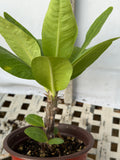 Euphorbia Milii NEW MILLIONAIRE Crown of Thorns Corona De Cristo Poysean Thai Hybrid