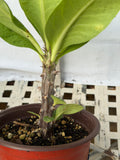 Euphorbia Milii NEW MILLIONAIRE Crown of Thorns Corona De Cristo Poysean Thai Hybrid