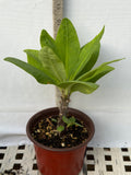 Euphorbia Milii NEW MILLIONAIRE Crown of Thorns Corona De Cristo Poysean Thai Hybrid