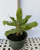 Euphorbia Milii UDOM PHON Crown of Thorns Corona de Cristo Cactus Thai Hybrid