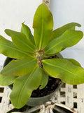 Euphorbia Milii UDOM PHON Crown of Thorns Corona de Cristo Cactus Thai Hybrid