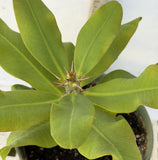 Euphorbia Milii UDOM PHON Crown of Thorns Corona de Cristo Cactus Thai Hybrid