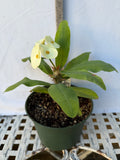 Euhorbia Milii Crown Of Thorns Corona de Cristo 'Name it Yourself' White Variety