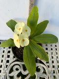 Euhorbia Milii Crown Of Thorns Corona de Cristo 'Name it Yourself' White Variety