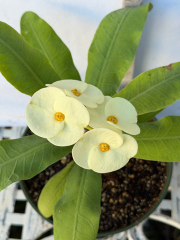 Euhorbia Milii Crown Of Thorns Corona de Cristo 'Name it Yourself' White Variety