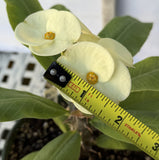 Euhorbia Milii Crown Of Thorns Corona de Cristo 'Name it Yourself' White Variety