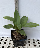 Euphorbia Milii SETHEE MUEANG CHAN Crown of Thorns Corona de Cristo Giant Flowers
