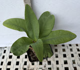 Euphorbia Milii SETHEE MUEANG CHAN Crown of Thorns Corona de Cristo Giant Flowers