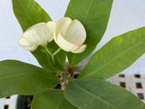 Euphorbia Milii GIANT WAT (Yak Wat Poh) Crown of Thorns Corona de Cristo Cactus/Succulents