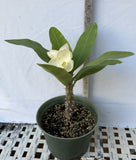 Euphorbia Milii GIANT WAT (Yak Wat Poh) Crown of Thorns Corona de Cristo Cactus/Succulents