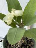 Euphorbia Milii GIANT WAT (Yak Wat Poh) Crown of Thorns Corona de Cristo Cactus/Succulents