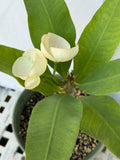 Euphorbia Milii GIANT WAT (Yak Wat Poh) Crown of Thorns Corona de Cristo Cactus/Succulents