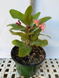 Euphorbia Milii PINK MILLIONAIRE Crown of Thorns Corona de Cristo Rare