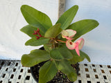 Euphorbia Milii PINK MILLIONAIRE Crown of Thorns Corona de Cristo Rare