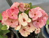 Euphorbia Milii GOLDEN QUEEN (Tong Tawee Kuhn) Crown of Thorns Corona de Cristo Succulents Tropicals