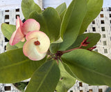 Euphorbia Milii PINK MILLIONAIRE Crown of Thorns Corona de Cristo Rare