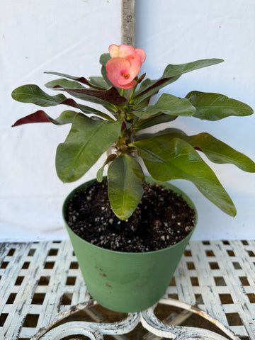 Euhorbia Milii Crown Of Thorns Corona de Cristo 'Name it Yourself' Pink Variety