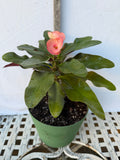 Euhorbia Milii Crown Of Thorns Corona de Cristo 'Name it Yourself' Pink Variety