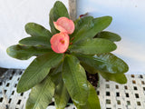 Euhorbia Milii Crown Of Thorns Corona de Cristo 'Name it Yourself' Pink Variety