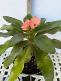 Euhorbia Milii Crown Of Thorns Corona de Cristo 'Name it Yourself' Pink Variety