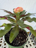 Euhorbia Milii Crown Of Thorns Corona de Cristo 'Name it Yourself' Pink Variety